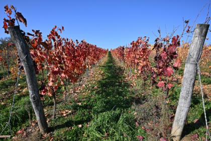 Flavescence doree is 'one of the most dangerous diseases' threatening vineyards today, according to OIV - Attila KISBENEDEK (AFP)