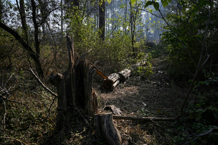 Pakistan's capital picks concrete over trees, angering residents