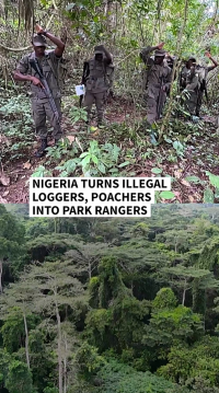 nigeria poachers.png