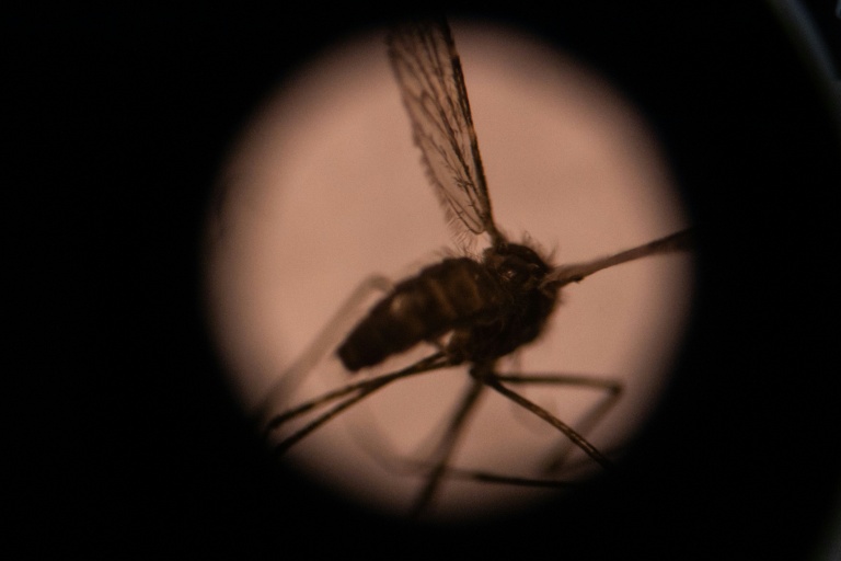 What if we killed all mosquitoes?