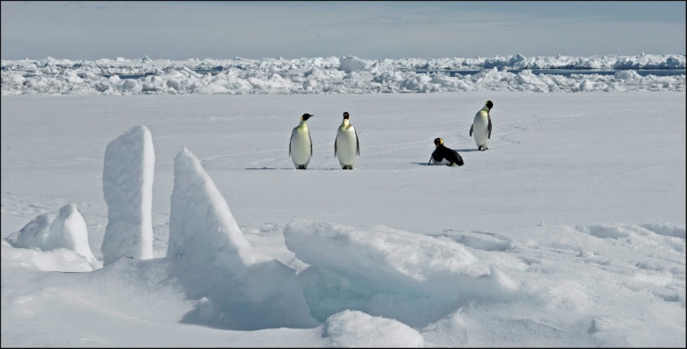 Emperor penguins in focus as Antarctic talks start in Japan