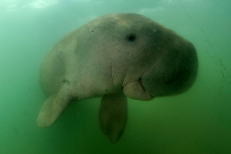 War threatens Gulf's dugongs, turtles and birds