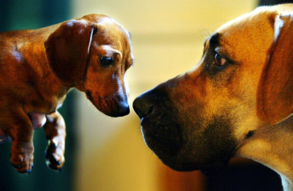 Despite being ubiquitous across the world, surprisingly little is known about where dogs come from - ADRIAN DENNIS (AFP)