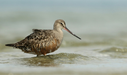 The Hudsonian godwit is one of 40 species newly listed for international protection - Luke Seitz (AFP)