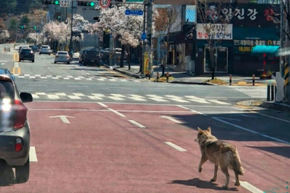 A wolf that escaped from a zoo walks on a road in Daejeon - - (AFP)