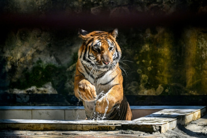 A Royal Bengal tiger cools off from the heat inside the Bangladesh National Zoo in Dhaka on April 7, 2026 - Munir UZ ZAMAN (AFP)