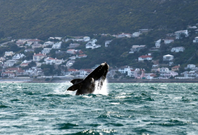 A Southern right whale shown off Muizenberg Beach in False Bay, Cape Town on October 11, 2013 - JENNIFER BRUCE (AFP)