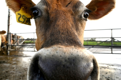New Zealand dairy giant Fonterra is among the companies named in climate lawsuit threatened by a legal change - William WEST (AFP)