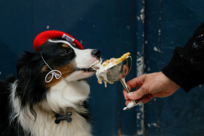 Parisian pooch Marley chows down at one of the city's dog-friendly cafes - Xavier GALIANA (AFP)