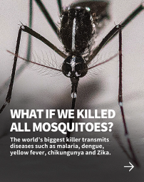 kill mosquitos.png