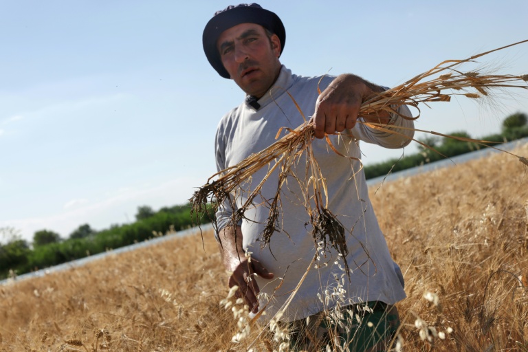 Euphrates flood deprives east Syria farmers from crops