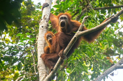 Fewer than 800 Tapanuli orangutans remain in the wild, scientists say - Handout (AFP)