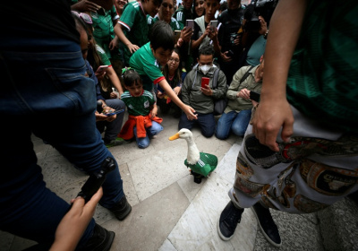 People in Mexico City gather around Merlin, a duck who has become a huge star thanks to the World Cup - Alfredo ESTRELLA (AFP)