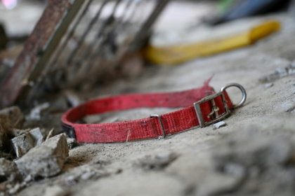 A dog leash lays on the floor at an abandoned dog slaughter facility in Pyeongtaek - Jung Yeon-je (AFP)