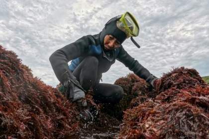 Unfazed by the crashing waves, 72-year-old Wu Feng-chiao yanks fistfuls of brownish-purple seaweed she will process into jelly - I-Hwa Cheng (AFP)