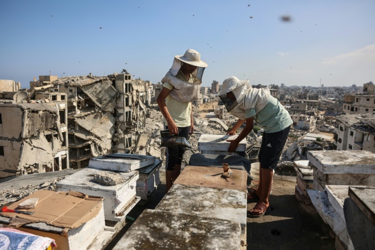 Gaza beekeeper starts again on rooftop amid ruins of war