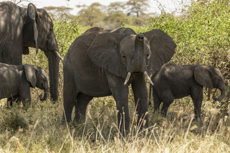 'How many will die?': the mysterious ailment killing Kenyan elephants