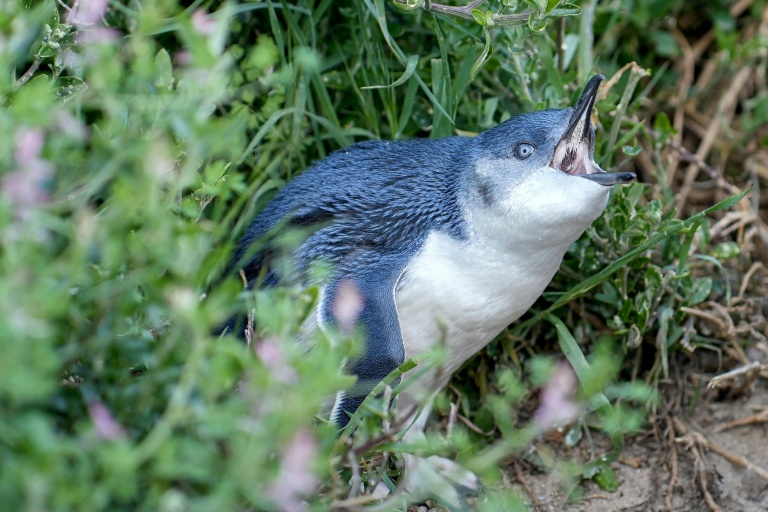 Australia races to shield little penguins from H5N1 bird flu