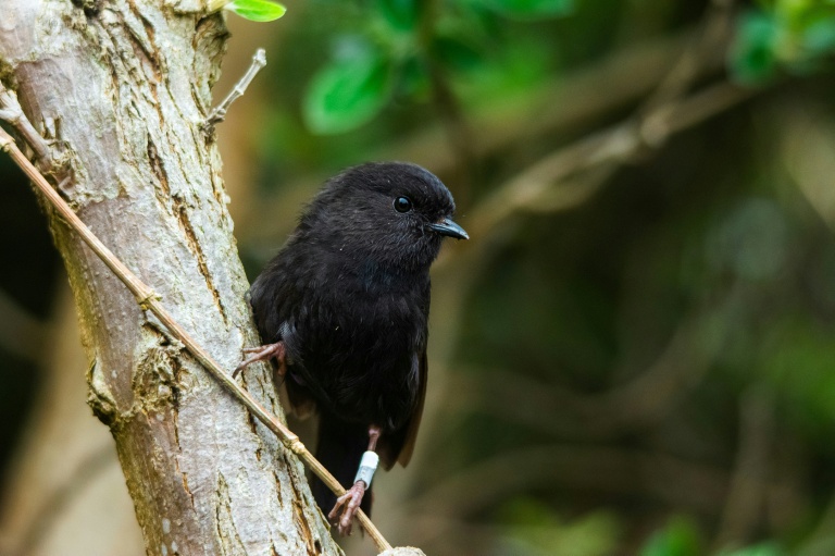 New Zealanders pick endangered black robin as Bird of the Year
