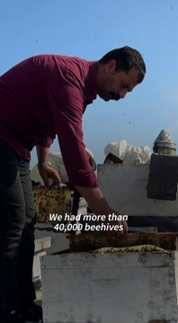 gaza bees.png