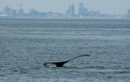 A whale surfaces in plain view of New York's Coney Island - TIMOTHY A. CLARY (AFP)
