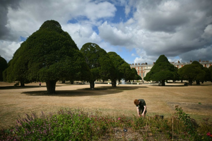 Britain's record summer heatwave has burnt the grass at Hampton Court Palace - JUSTIN TALLIS (AFP)