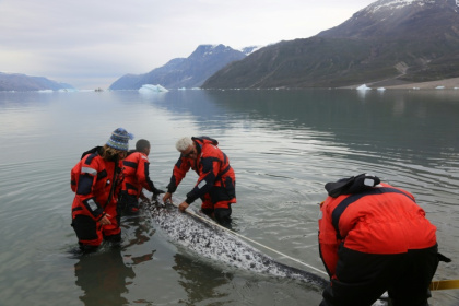 This August 2017 photo provided by The Greenland Institute of Natural Resources shows a narwhal being tagged by scientists in Hjornedal, Scoresby Sound, Greenland - The Greenland Institute of Natural Resources (AFP)