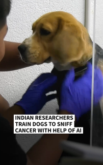 dogs cancer ai.png