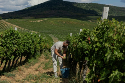 Assessing ripeness before the grape harvest at the Chizay vineyard in Berehove, western Ukraine - Tetiana DZHAFAROVA (AFP)