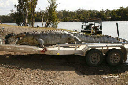 A 5.2-metre crocodile removed from the Fitzroy River in 2017 - STR (AFP)