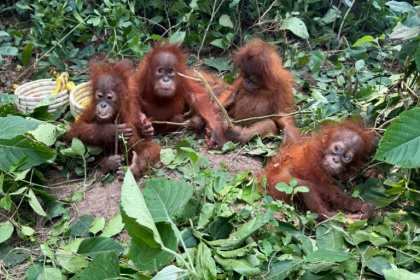 The five tiny orangutans were found by rangers in Balasore, in India's eastern Odisha state - Handout (AFP)
