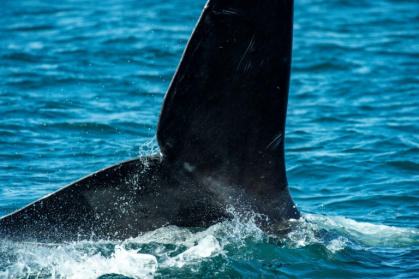 North Atlantic right whales would be one of the main species threatened by new changes to the Endangered Species Act - Joseph Prezioso (AFP)