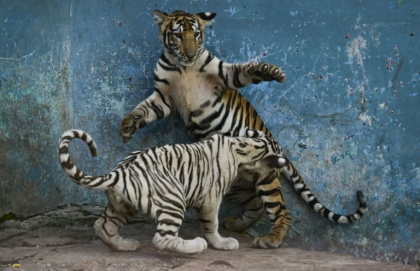 A white tiger cub plays with a sibling at Cuba's National Zoo, which is struggling to care for nearly 1,000 animals amid growing shortages of food, fuel and medicine - YAMIL LAGE (AFP)