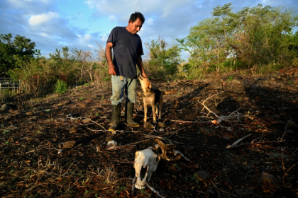 Animals are dropping dead amid the worst drought in living memory for many Central Americans, who are grappling with the unforgiving effects of the powerful El Nino weather pattern - Orlando SIERRA (AFP)