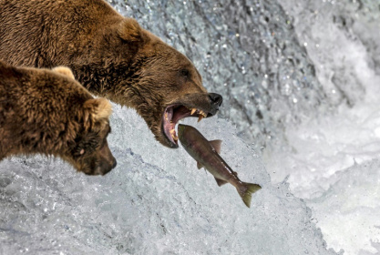Voting is open in the annual Fat Bear Week contest in Alaska's Katmai National Park - JOHN MOORE (AFP)