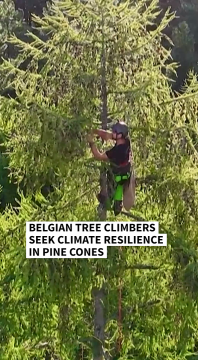 belagian tree climbers.png