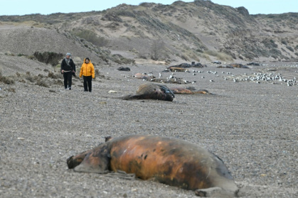 Scientists suspect a bacterial infection to be behind the mystery deaths of hundreds of southern right whale calves washed up on beaches in Argentina's Patagonia region - MAXI JONAS (AFP)