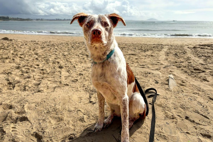 This handout photo from the International Fund for Animal Welfare (IFAW) shows Oaka, undergoing training to become Australia’s next koala detection dog - Handout (AFP)