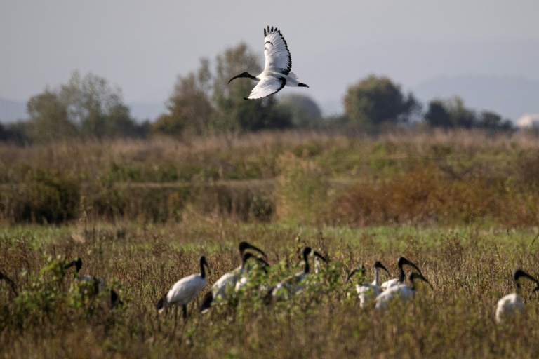 Italian rice farmer beats heat with biodiversity haven