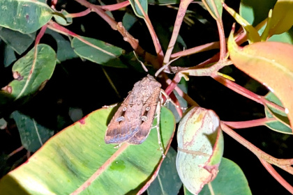 Bogong moths experienced an unprecedented population collapse beginning 2017 before recovering - Eric Warrant (AFP)