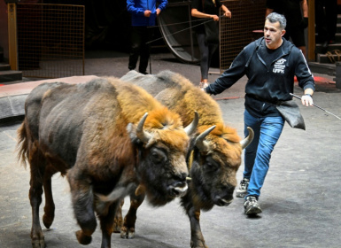 The 56-year-old Frenchman trains European bison to jump through rings of fire - Alexander NEMENOV (AFP)