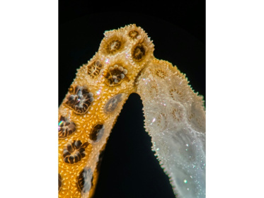 A new lab study by scientists at Stanford University finds that simply placing healthy, colorful coral in contact with their bleached counterparts is enough to bring the dying ones back from the brink - DANNY COLLINS (AFP)