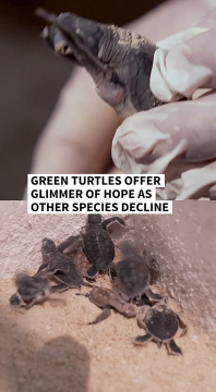 green turtles.png