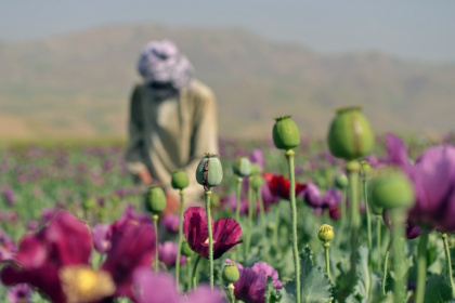 Opium poppy cultivation in Afghanistan more than quadrupled in 2026 despite a Taliban government ban, the United Nations says - Omer ABRAR (AFP)